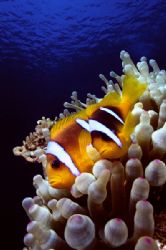 Clown Fishes - Hurgada (Egitto - Red Sea) by Giorgio Puppi 